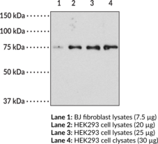 Optineurin (C-<wbr/>Term) Polyclonal Antibody