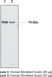 Optineurin (INT) Polyclonal Antibody