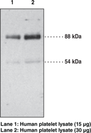 Scavenger Receptor B2/CD36 Polyclonal Antibody