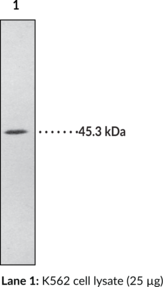 Hepsin Polyclonal Antibody (aa 241-<wbr/>260)