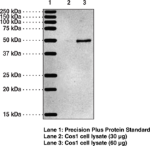 5-<wbr/>OxoETE Receptor Polyclonal Antibody