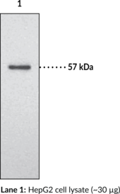 Endothelial Lipase Polyclonal Antibody