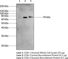 Goat Anti-<wbr/>COX-<wbr/>2 (human) Affinity-<wbr/>Purified Polyclonal Antibody