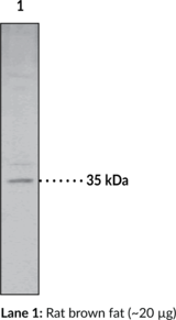 Monoacyl<wbr/>glycerol Lipase Polyclonal Antibody