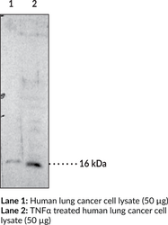 Prostaglandin E Synthase-<wbr/>1 (microsomal) Monoclonal Antibody (Clone 6C6)