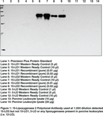 15-<wbr/>Lipoxygenase-<wbr/>2 Polyclonal Antibody