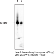 p53 Monoclonal Antibody (Clone BP53-<wbr/>12)