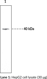 LPA<sub>3</sub> Polyclonal Antibody