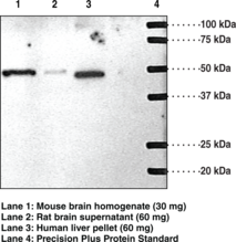 S1P<sub>1</sub> Polyclonal Antibody