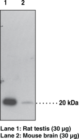 GPX4 Polyclonal Antibody