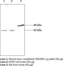 LPA<sub>1</sub> Polyclonal Antibody