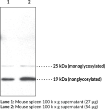 Doppel Polyclonal Antibody