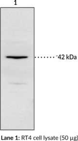 IP Receptor (human) Polyclonal Antibody