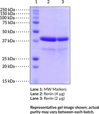 Renin (human, recombinant)