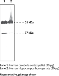 Melanocortin-<wbr/>4 Receptor Polyclonal Antibody