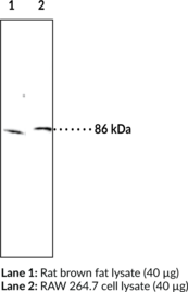 Hormone-<wbr/>Sensitive Lipase Polyclonal Antibody