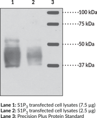 S1P<sub>3</sub> Polyclonal Antibody