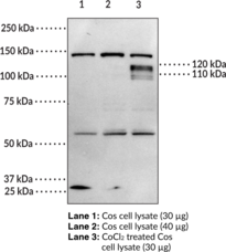 HIF-<wbr/>1? (C-<wbr/>Term) Polyclonal Antibody