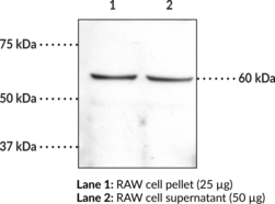 CB<sub>1</sub> Receptor (C-<wbr/>Term) Polyclonal Antibody