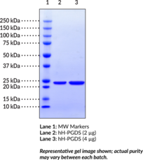 Prostaglandin D Synthase (hemato<wbr/>poietic-type; human, recombinant)