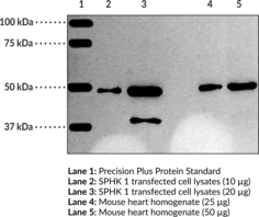 Sphingosine Kinase 1 Polyclonal Antibody