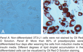 Adipogenesis Assay Kit