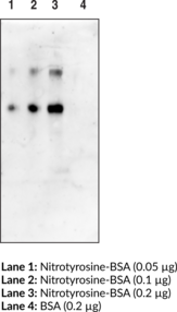 Nitrotyrosine Monoclonal Antibody - Biotinylated