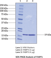 FABP3 (human, recombinant)