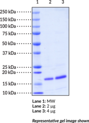 FABP5 (mouse recombinant)