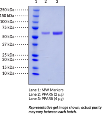 PPAR? (human, recombinant)