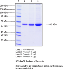 Prorenin (human, recombinant)