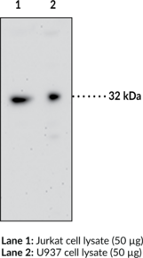 GPR35 Polyclonal Antibody