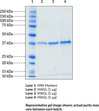 Monoacyl<wbr/>glycerol Lipase (human, recombinant)