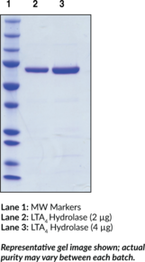 Leukotriene A<sub>4</sub> Hydrolase (human, recombinant)