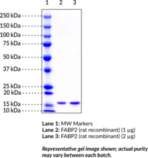 FABP2 (rat recombinant)