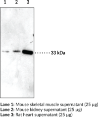 IGFBP5 Polyclonal Antibody