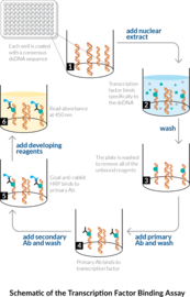 PPAR?, ?, ? Complete Transcription Factor Assay Kit