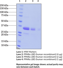 PPAR? Ligand-binding Domain (human, recombinant)