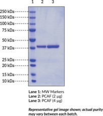 PCAF Histone Acetyl<wbr/>transferase (human, recombinant)