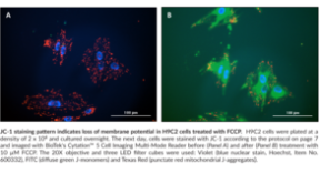 JC-<wbr/>1 Mitochondrial Membrane Potential Assay Kit