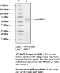 HDAC1 (human, recombinant)