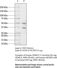 HDAC3/NCOR2 (human, recombinant)