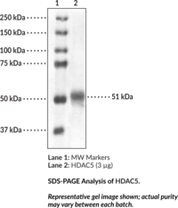 HDAC5 (human, recombinant)