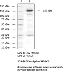 HDAC6 (human, recombinant)