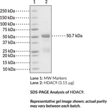 HDAC9 (human, recombinant)