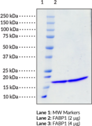 FABP1 (human, recombinant)