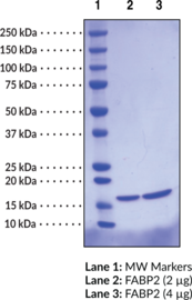 FABP2 (human recombinant)