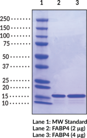 FABP4 (human, recombinant)