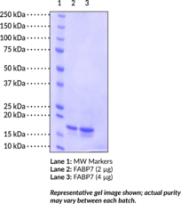 FABP7 (human, recombinant)