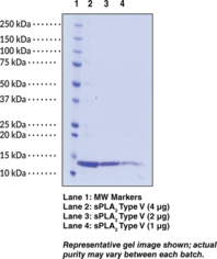 sPLA<sub>2</sub> (human, recombinant Type V)